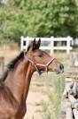 Femelle SF 2026 Dexter de Kerglenn x Casall