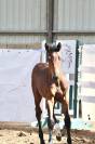 Femelle SF 2026 Dexter de Kerglenn x Casall