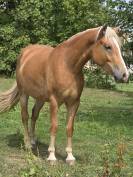 Haflinger 