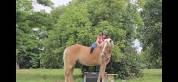 Haflinger 