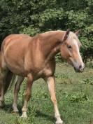 Haflinger 