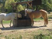 Haflinger 