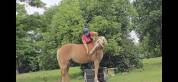 Haflinger 