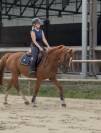 Cheval de sport 