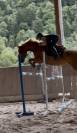Cheval de sport 