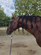 Etalon Pure race espagnole
