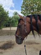 Etalon Pure race espagnole