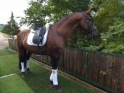 Etalon Pure race espagnole