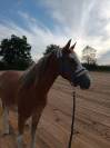 ponette welsh part bred