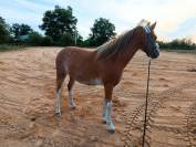 ponette welsh part bred
