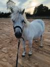 ponette shetland