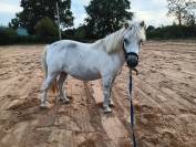 ponette shetland