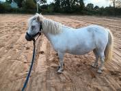 ponette shetland