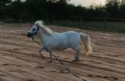 ponette shetland