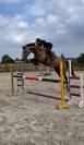 Jument de 4 ans origines Querly Elvis x Zirocco blue