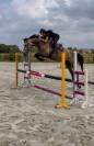 Jument de 4 ans origines Querly Elvis x Zirocco blue