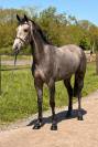 Jument de 4 ans origines Querly Elvis x Zirocco blue