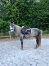 Poney de loisir