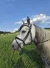 Poney de loisir