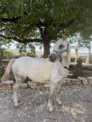 Poney Welsh sport