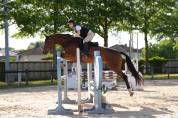 Jument KWPN 6 ans x-rays RAS prospect Am1/Elite/Hunter