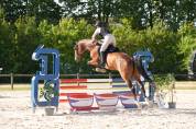 Jument KWPN 6 ans x-rays RAS prospect Am1/Elite/Hunter