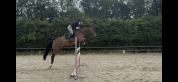 Jument KWPN 6 ans x-rays RAS prospect Am1/Elite/Hunter
