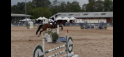 Jument KWPN 6 ans x-rays RAS prospect Am1/Elite/Hunter