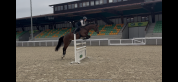 Jument KWPN 6 ans x-rays RAS prospect Am1/Elite/Hunter