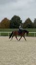 Jument KWPN 6 ans x-rays RAS prospect Am1/Elite/Hunter