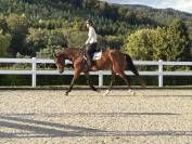 Jument KWPN 6 ans x-rays RAS prospect Am1/Elite/Hunter