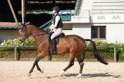 Jument KWPN 6 ans x-rays RAS prospect Am1/Elite/Hunter