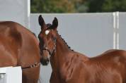 Foal m&acirc;le bai 2026, poulain d'avenir 