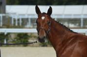Foal m&acirc;le bai 2026, poulain d'avenir 