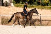 Hongre SBS de 3ans