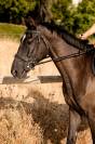 Hongre SBS de 3ans