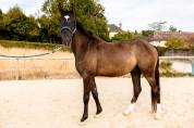 Hongre SBS de 3ans