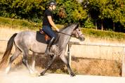 Jument Connemara de 3ans