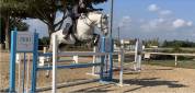 Cheval CSO demi-pension