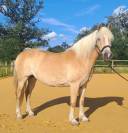 Jument Haflinger PP 14ans
