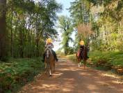 Jument Haflinger PP 14ans