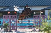 Super hongre pour sauter 135
