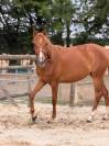 pouliche PFS 2 ans 