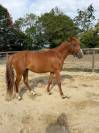 pouliche PFS 2 ans 