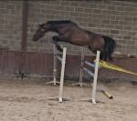 Fils de Emerald- beau hongre de 4 ans. 