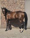 Fils de Emerald- beau hongre de 4 ans. 