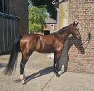Fils de Emerald- beau hongre de 4 ans. 