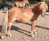 Poney Shetland 