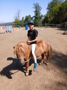 Poney Shetland 