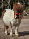 Poney shetland hongre 